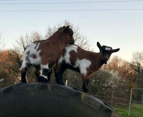 Deux adorables chevreaux nains m&acirc;les 50 56310 Bubry