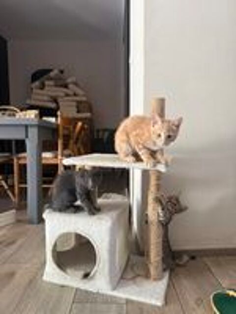   Don chatons  