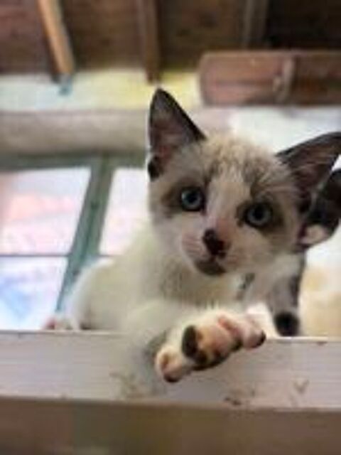   BOONY chaton mâle type siamois 6 mois 