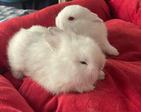 lapins extras nains 50 83100 Toulon