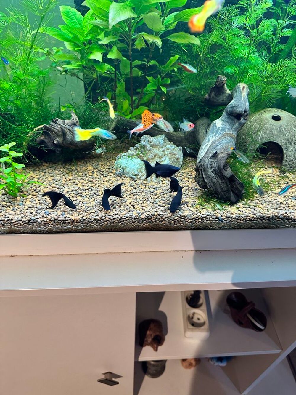 poisson, black Molly Jardin