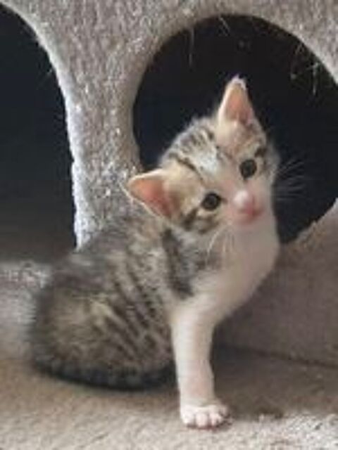   Donne chaton mâle  