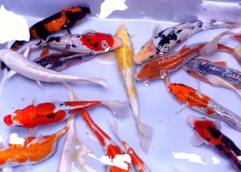Recherche carpes koi et poisson rouge 0 37270 Ath�e-sur-cher
