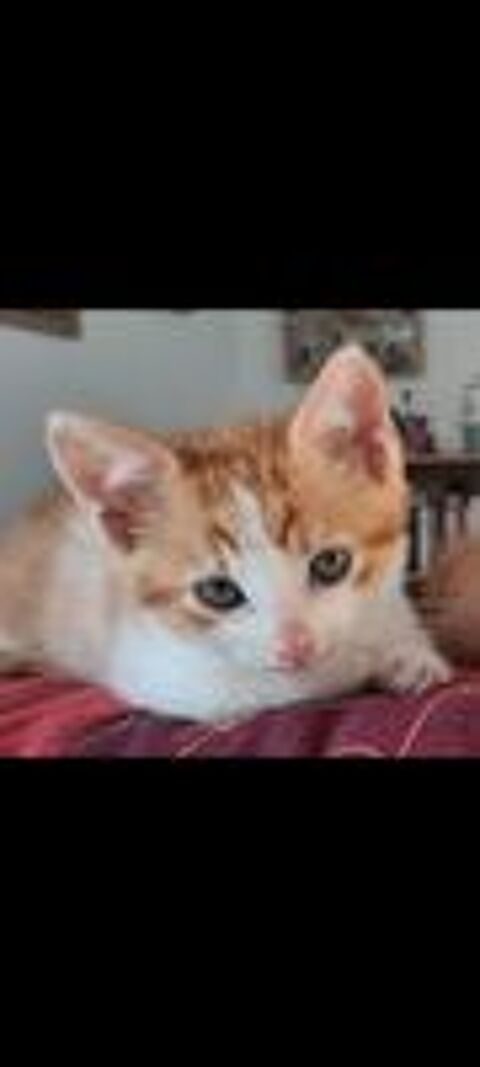   Donne chaton 