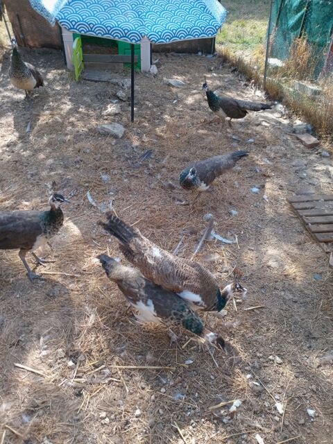 paons 4 mois 95 91670 Angerville