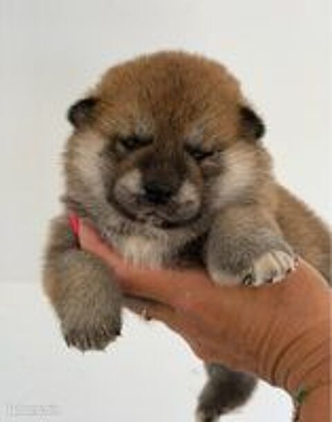   Shiba Inu LOF d'exception – Prestigieuses origines japonaises – Hautes lignées – Beauté, caractère et qualité 