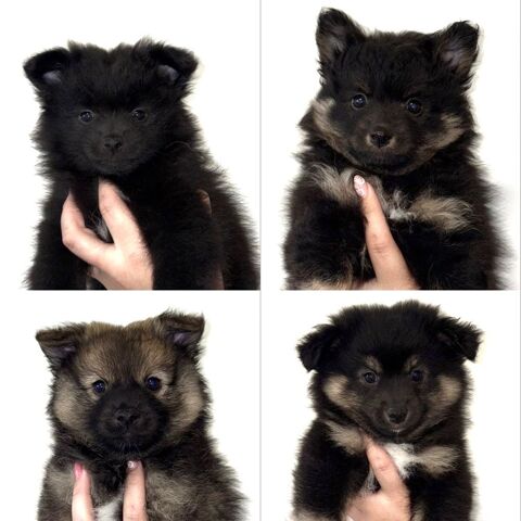 Adorables chiots Spitz allemands 900 30100 Al�s