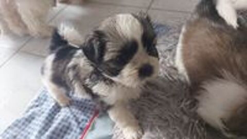   Chiots shih tzu  
