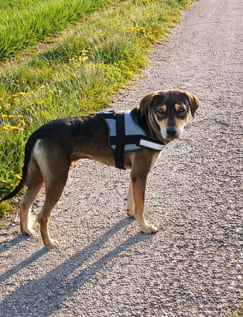 Willow le beau 350 55000 Bar-le-duc