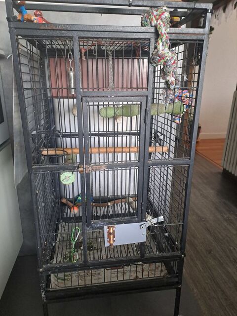 cede Cage gros PERROQUETS TYPE GRIS DU GABON OU AMAZON 60 25000 Besan�on