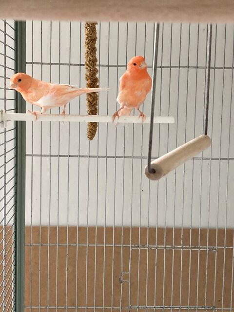 Canari 2026 20 95330 Domont