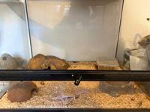   Gecko léopard femelle + terrarium et accessoire   