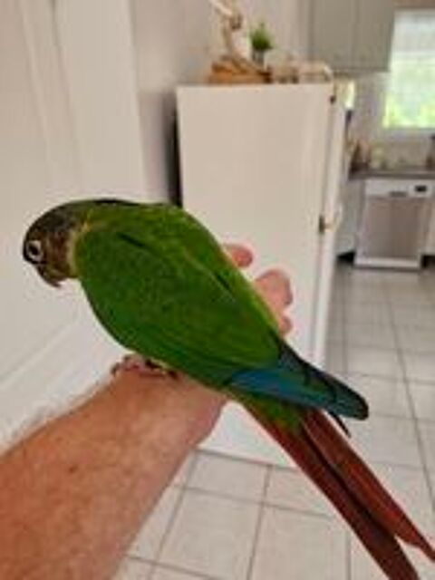   Conure de molinae apprivois  