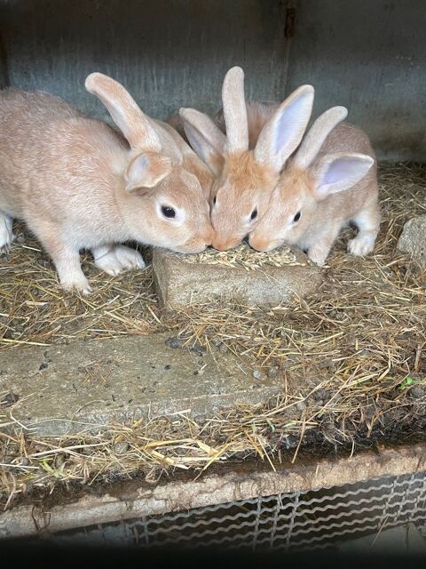 Lapin argent&eacute; anglais pur race 23 68700 Aspach-le-haut