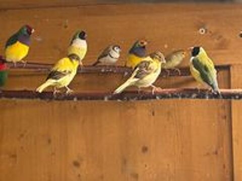   Canaris - Diamant de Gould - Pape de Nouméa 