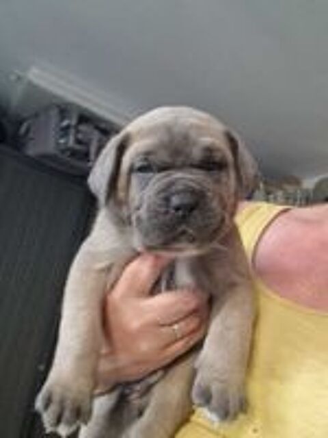   Cane corso a reserver 