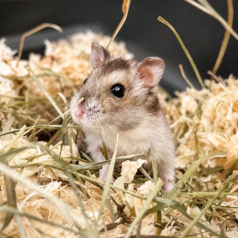 HAMSTERS 10 26100 Romans-sur-isère