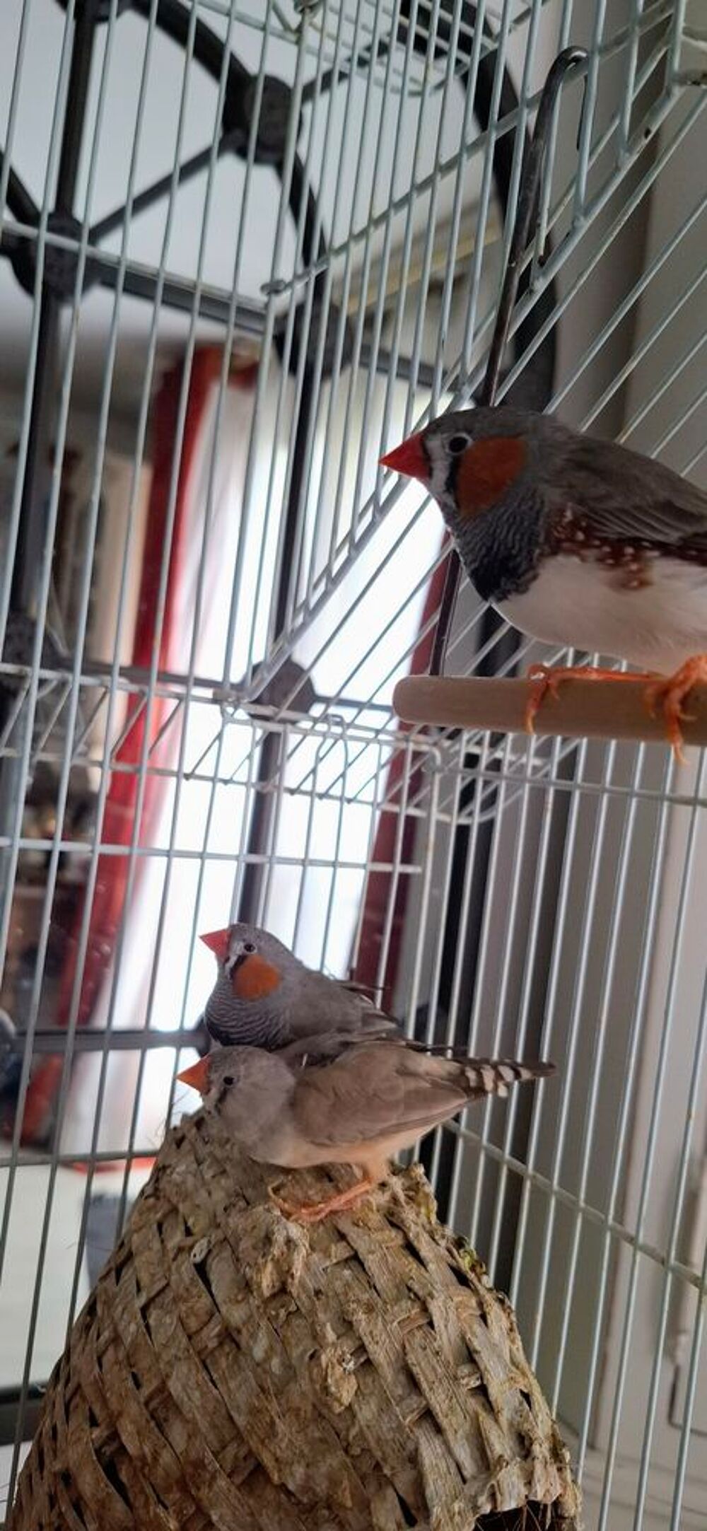   Don de diamants mandarins  