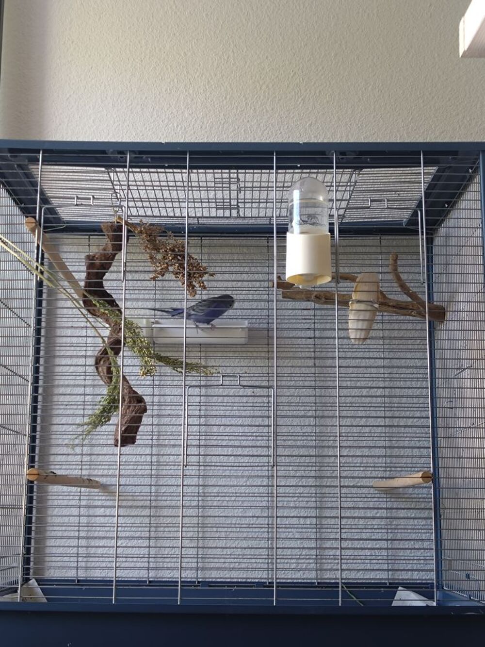   Je cède ma perruche ondulée femelle avec s'a cage  