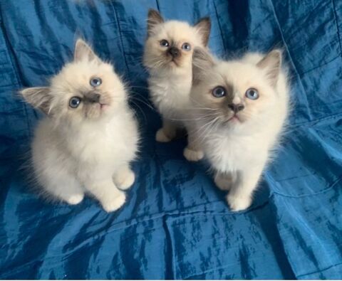 Chatons Sacr&eacute; de Birmanie LOOF 1400 26300 Chatuzange-le-goubet