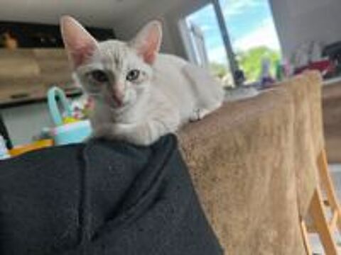   Cede un chaton femelle siamois  