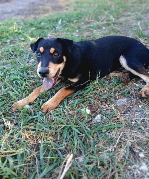 ✨️ NOTO ✨️ 🐶 290 38000 Grenoble