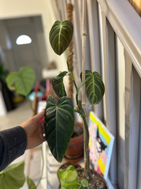 Plante Philodendron melanochrysum Mormant (77)