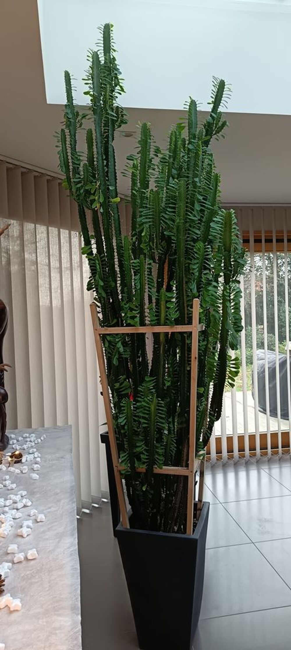 Magnifique cactus Décoration