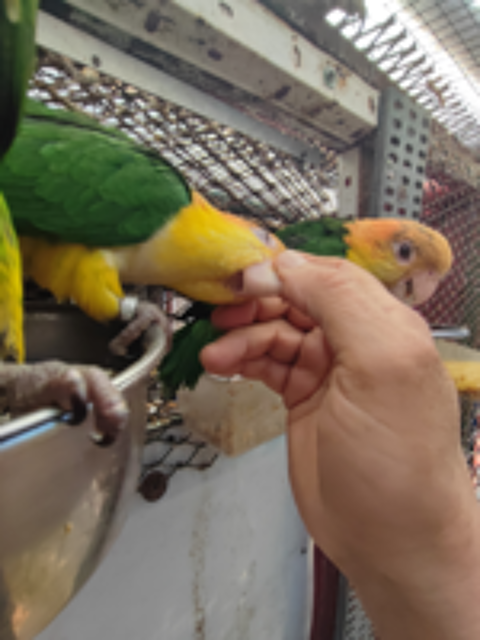   Petit perroquet ca�ques  