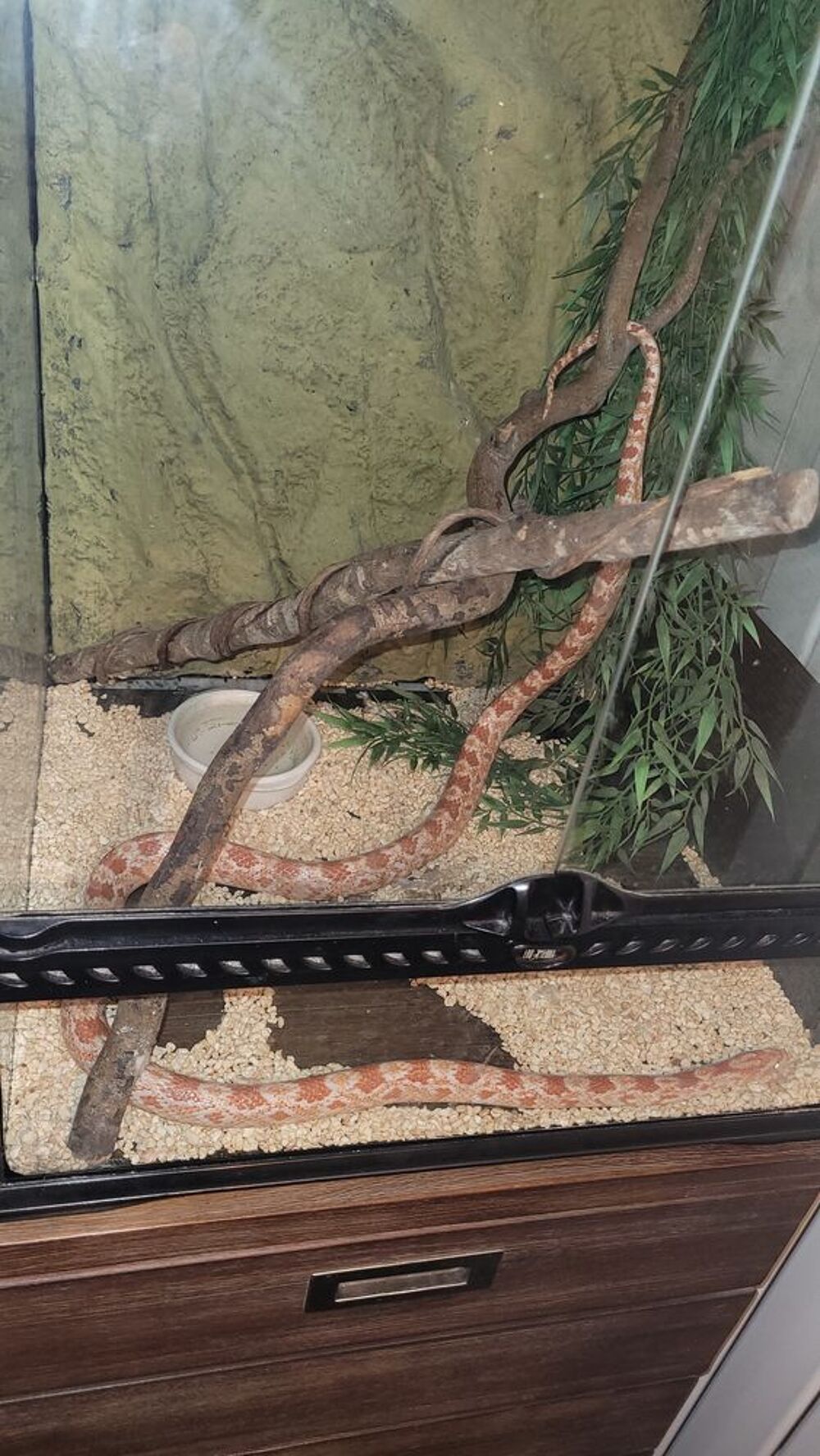   Serpent des blés  