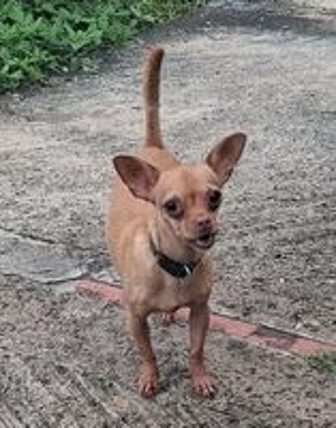   COCO est un gentil chien 