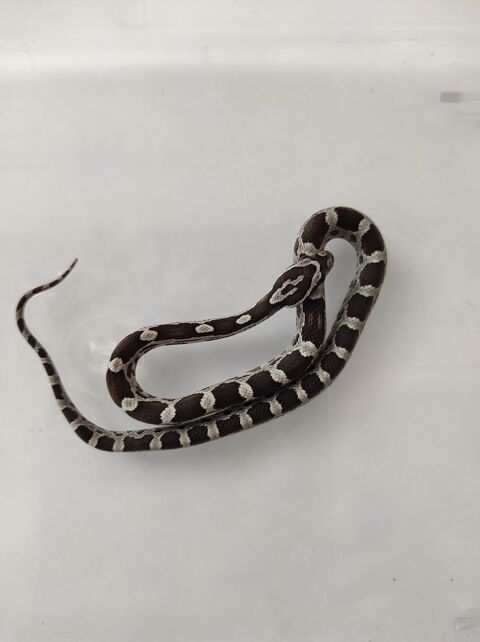 serpent pantherophis guttatus 02220 Cuiry-housse