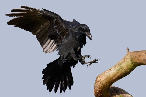 Recherche corbeau ou corneille tomb&eacute;s du nid ou juv&eacute;nile 50 52100 Chancenay