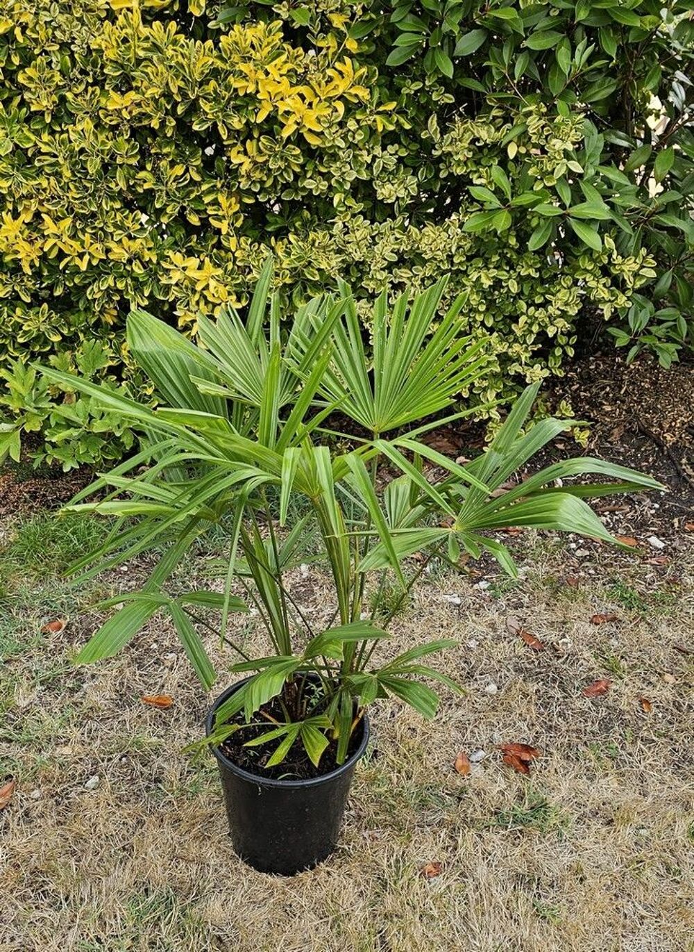 Palmiers Trachycarpus Jardin