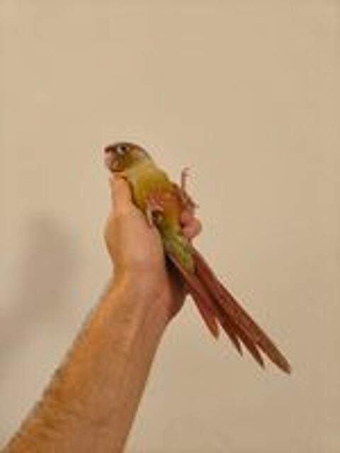   Conure de molina cinnamon eam 