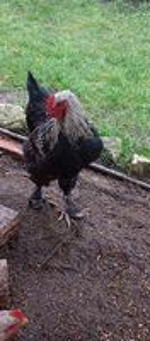   Coq brahma 