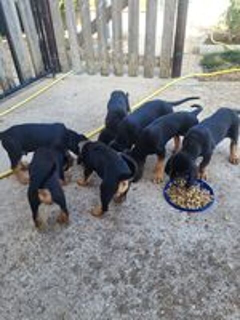   Chiots de chasse  