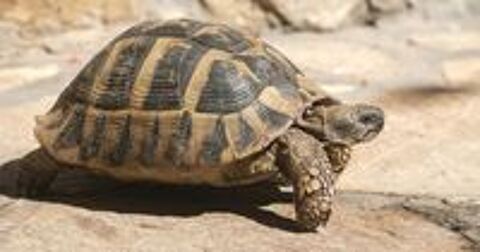   recherche tortues de terre  