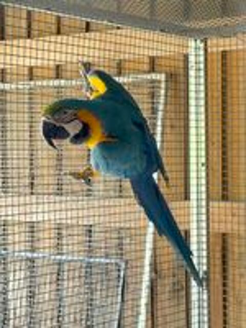   Ara ararauna Mâles 