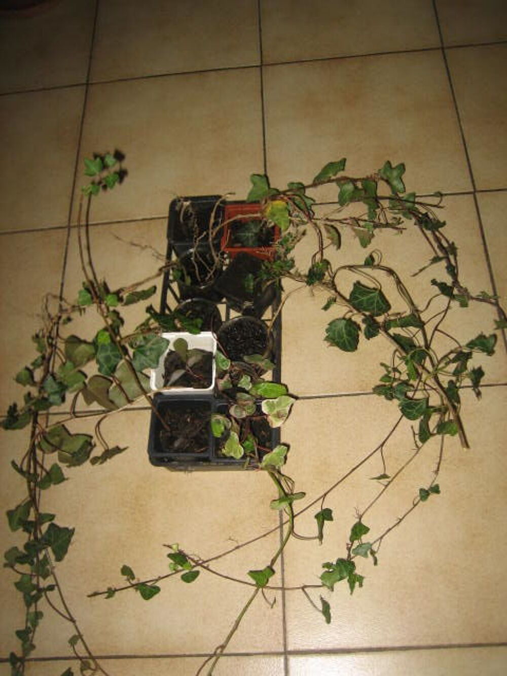 joli lierre grimpant Jardin