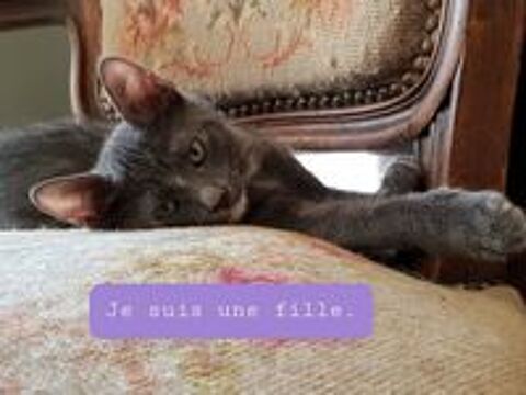   Chatons adorables joueurs, affectueux à donner gratuitement 