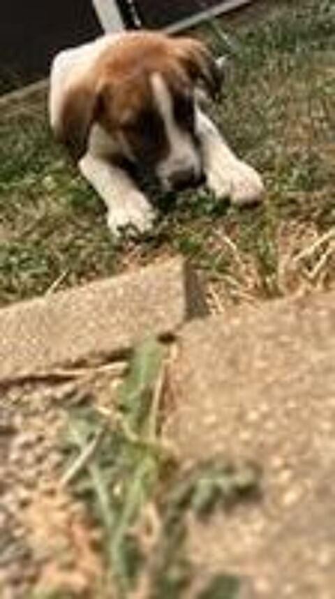   Chien TIC à l adoption 