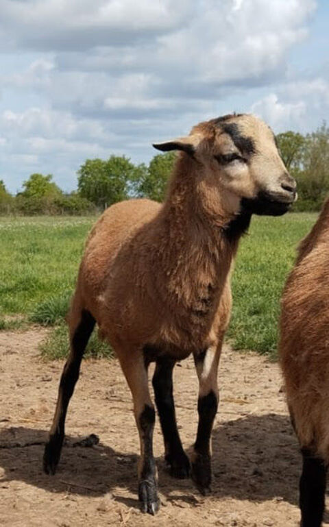 Mouton du Cameroun 80 49310 Vihiers