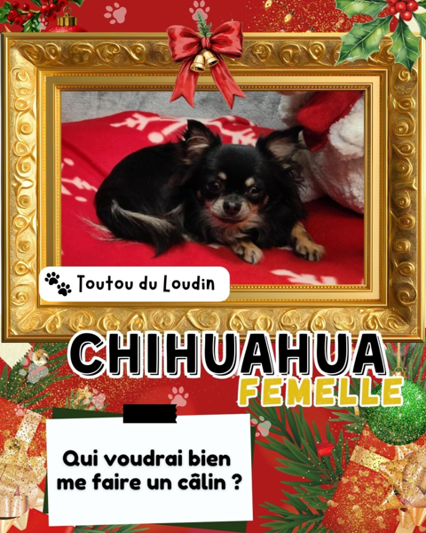 Chiot chihuahua femelle poils longs 600 18140 Pr�cy