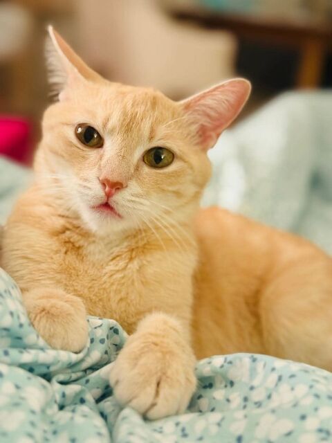 Miracle jeune chatte qui porte bien son nom ! 180 75015 Paris