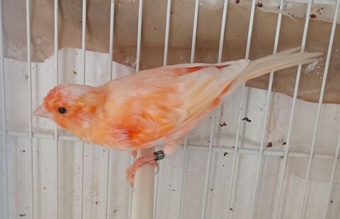 Mal canari chanteur  40 77600 Bussy-saint-georges