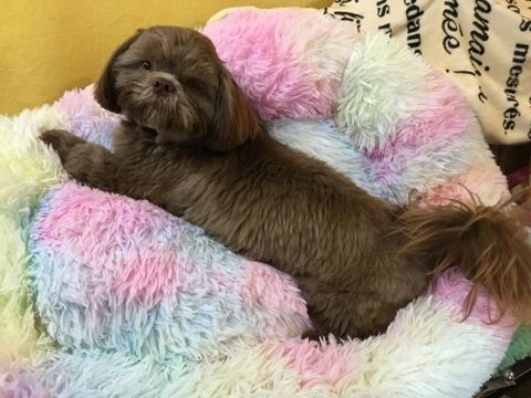 Shih tzu 590 86220 Les ormes