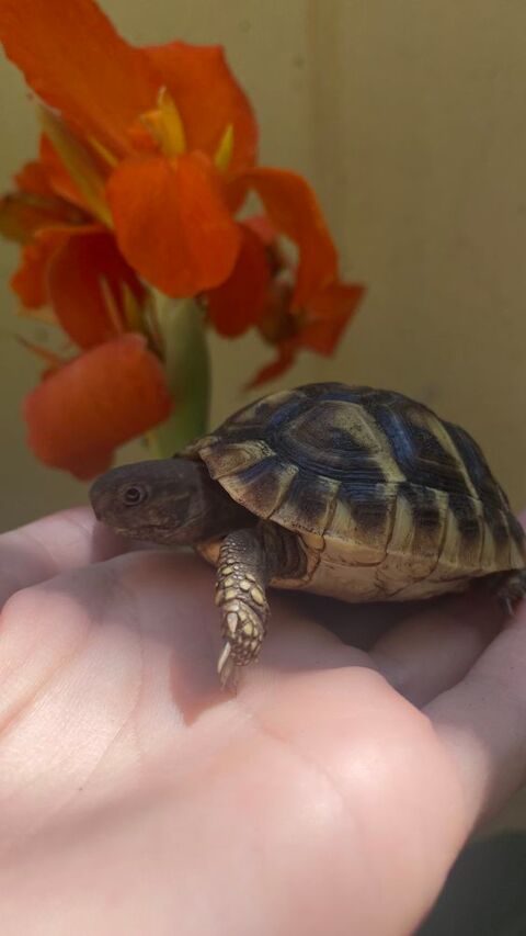 Tortue de terre - 1 an 60 30000 Nîmes