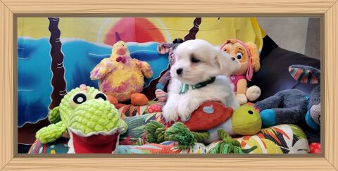 CHIOT BICHON MALTAIS (m&acirc;le) 850 41700 Le controis-en-sologne