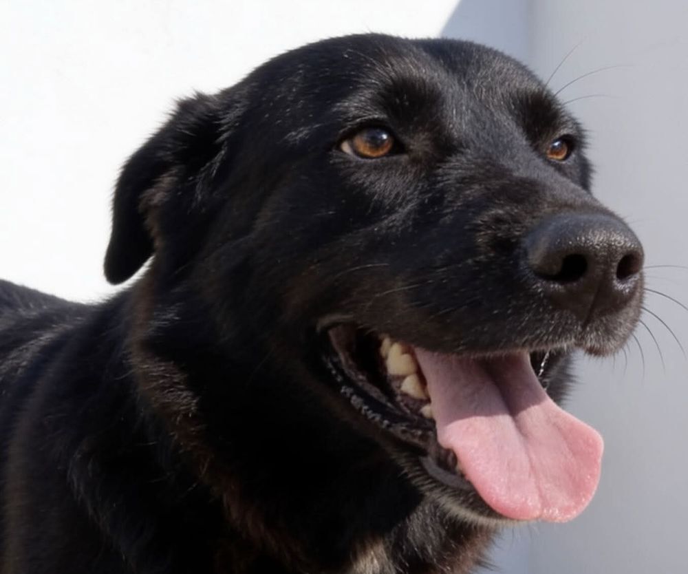   ZIA 
